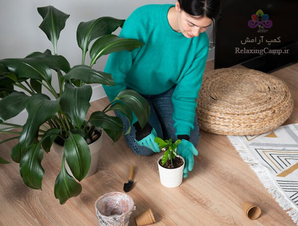 برای آرامش ذهن از گل و گیاهان نگه داری کنید