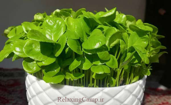 سبزه عید با هسته نارنج