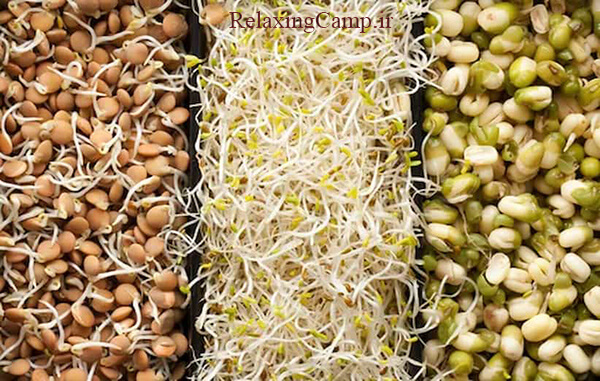 مدت زمان لازم برای تهیه جوانه سبزه عید نوروز
