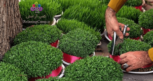 کی سبزه عید بکاریم