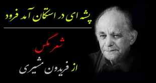 شعر مگس فریدون مشیری - پشه ای در استکان آمد فرود